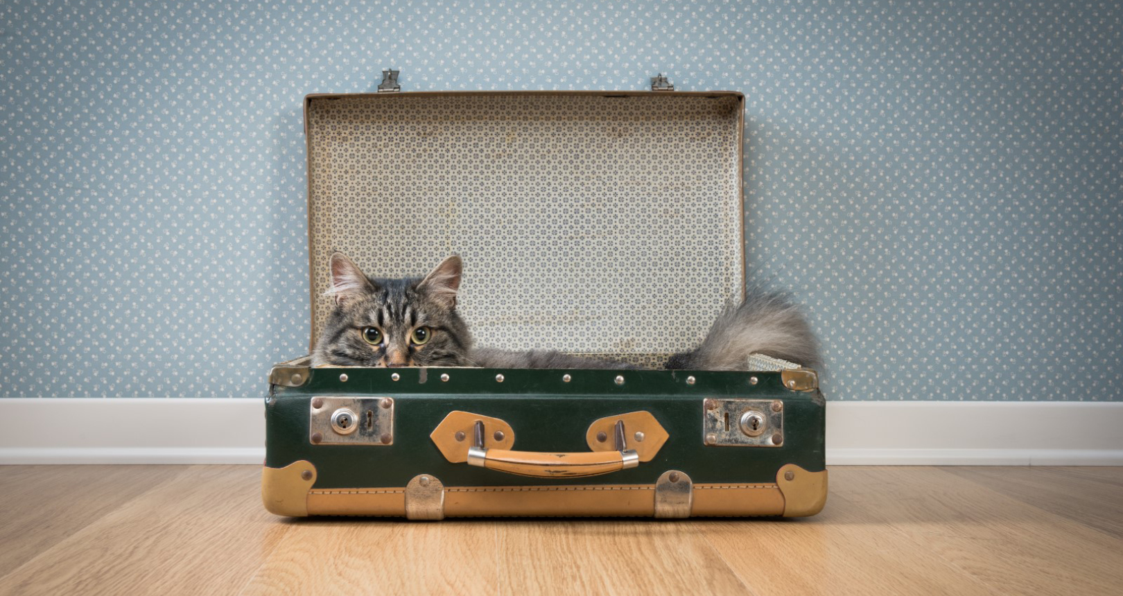 Our tips to make moving with your pets stress free